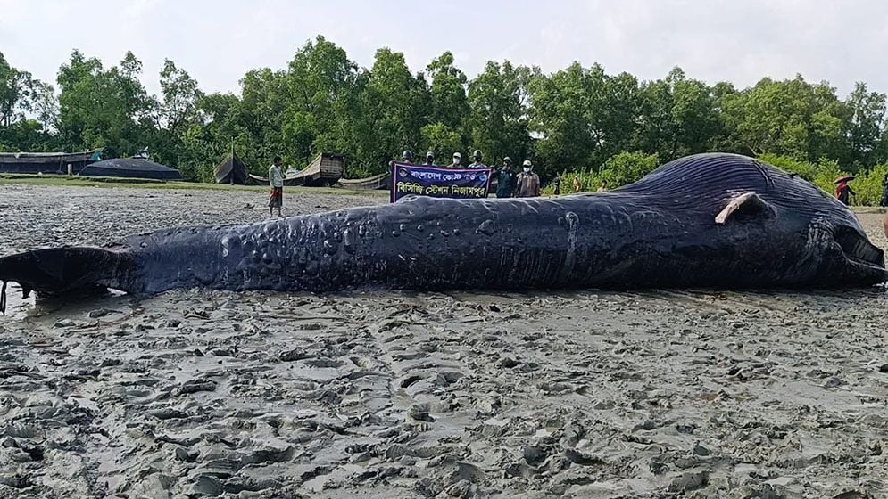 তালতলীতে ভেসে আসা ৩২ ফুটের মৃত তিমি মাটিচাপা
