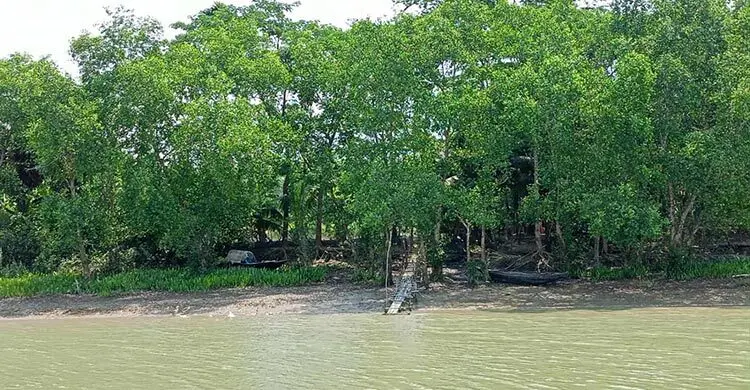 তিন মাস পর মঙ্গলবার খুলছে সুন্দরবন, প্রস্তুত জেলে-বনজীবীরা